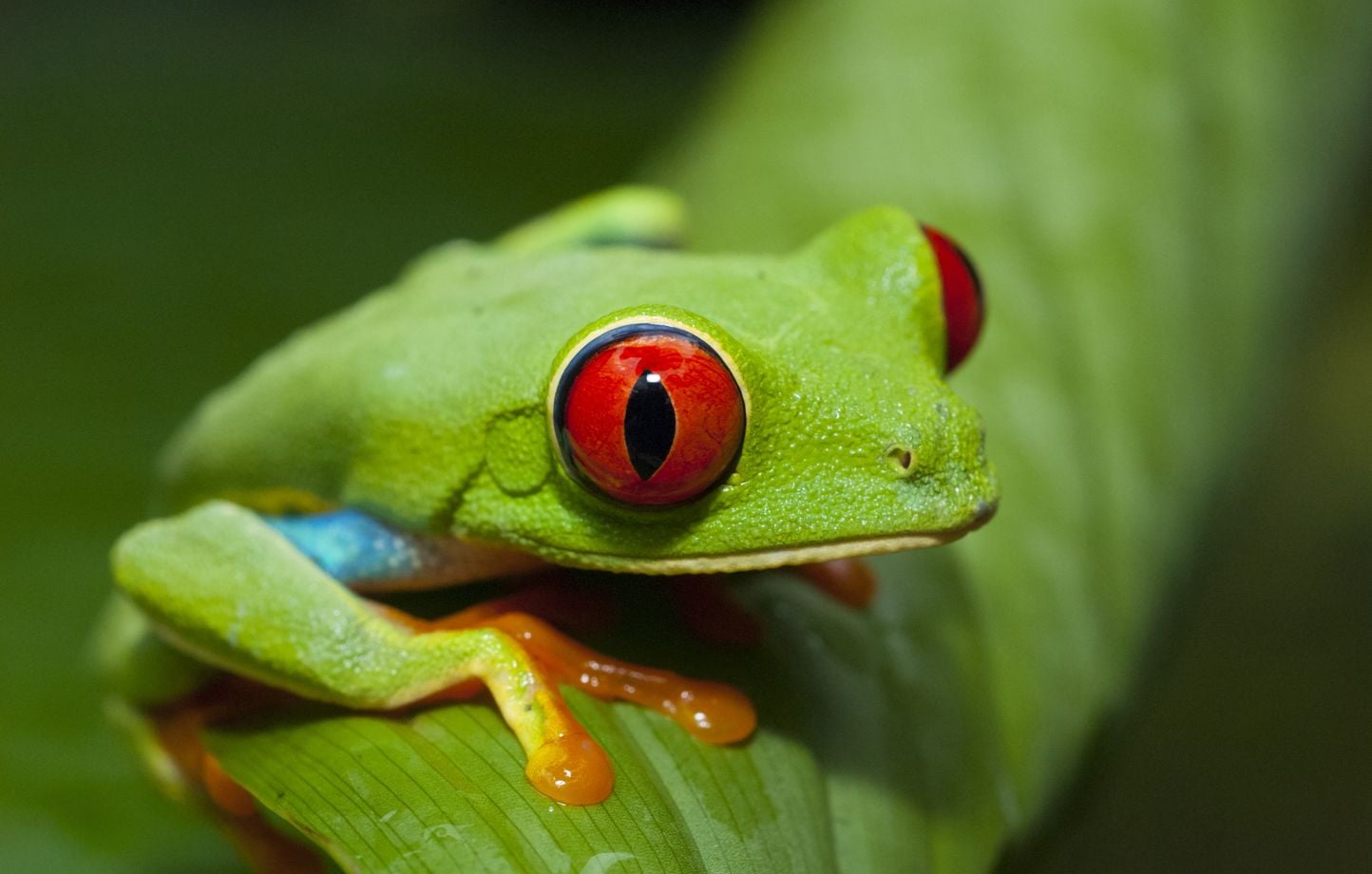 Iguana verde albina, ranas arborícolas de ojos rojos… Desmantelada una red de tráfico de animales exóticos Iguana verde albina, ranas arborícolas de ojos rojos… Desmantelada una red de tráfico de animales exóticos